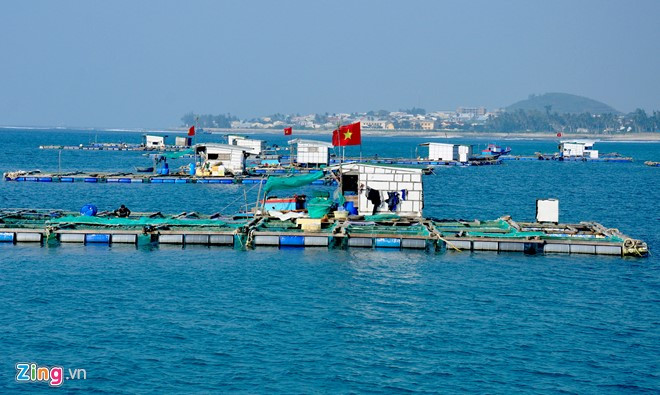 Nguồn thức ăn để nuôi tôm hùm ở huyện đảo Lý Sơn dồi dào gồm sò, cá tạp, cua, ghẹ, cầu gai... Mỗi ngày, tôm hùm được cho ăn 2 lần vào các buổi sáng sớm và chiều tối, chủ yếu là ăn tươi.