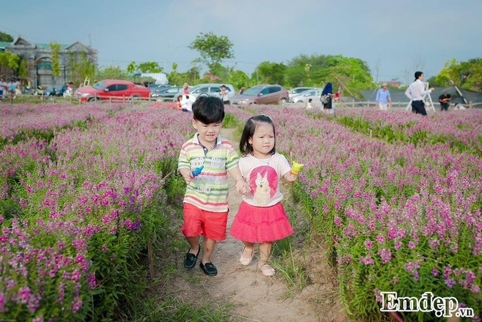 Những em nhỏ cũng được bố mẹ đưa ra cánh đồng hoa chơi đùa.