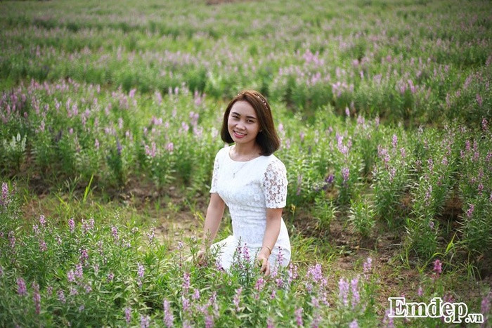 Bước đến vườn hoa ngọc hân, bạn sẽ phải trầm trồ bởi vẻ đẹp lộng lẫy, nhưng cũng không kém phần thơ mộng, dịu dàng mà sắc tím của hoa ngọc hân mang lại. Giữa tiết trời dịu mát, lạc bước giữa từng hàng hoa, hít hà mùi hương hoa nồng nàn, quyến rũ khiến bất kỳ ai lạc vào cũng khó lòng rời bước.