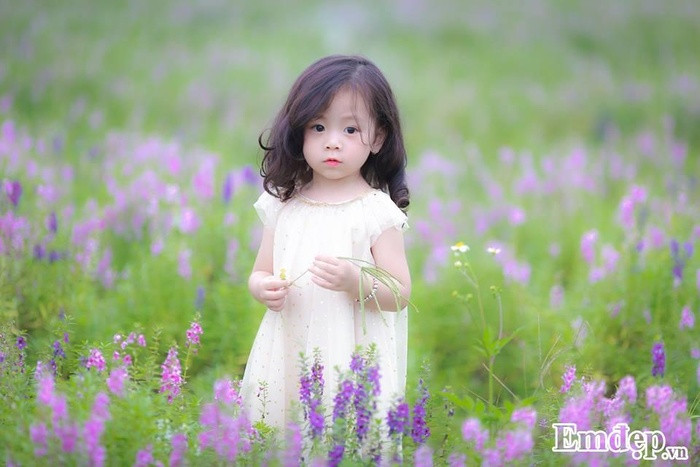 Hình ảnh vườn hoa ngọc hân tím ngắt, đẹp dịu dàng khiến nhiều người liên tưởng đến sắc tím của những cánh đồng hoa lavender ở nước Pháp.