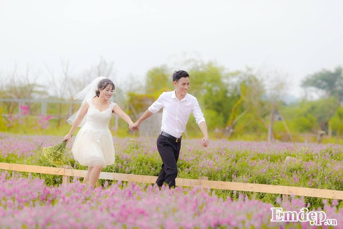Trên cánh đồng hoa sắc hoa tím lãng mạn này, nhiều đôi bạn cũng chọn lựa là địa điểm chụp ảnh cưới.