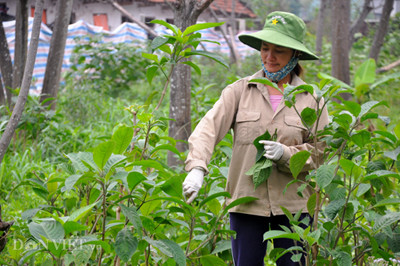 “Nhờ bí quyết đó mà sản phẩm thịt lợn rừng của chúng tôi luôn được người tiêu dùng ưa chuộng và đánh giá cao” – ông Thắng chia sẻ. Từ việc đánh giá được tiềm năng lớn của thị trường thực phẩm sạch và thị hiếu của người tiêu dùng trong nước đang rất cần các sản phẩm có chất lượng tốt, an toàn. Ngoài việc, đầu tư vào hệ thống 3 trang trại chăn nuôi chính gồm trang trại số 1 ở Thạch Thất (Hà Nội), trang trại số 2 ở xã Dân Hạ, huyện Kỳ Sơn (Hòa Bình) và trang trại số 3 tổ 28 ở thị trấn Đông Anh, huyện Đông Anh.