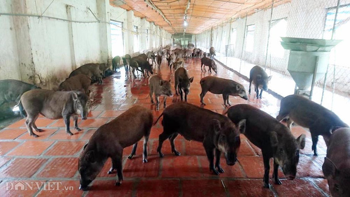 Tại hệ thống trang trại lợn rừng quy mô hơn 12.000 con, luôn có hàng chục công nhân chăn nuôi lành nghề túc trực chăm sóc, phục vụ đàn lợn, mục đích cuối cùng nhằm tạo ra sản phẩm thịt ngon, sạch, chất lượng tốt nhất đến tay “thượng đế”.