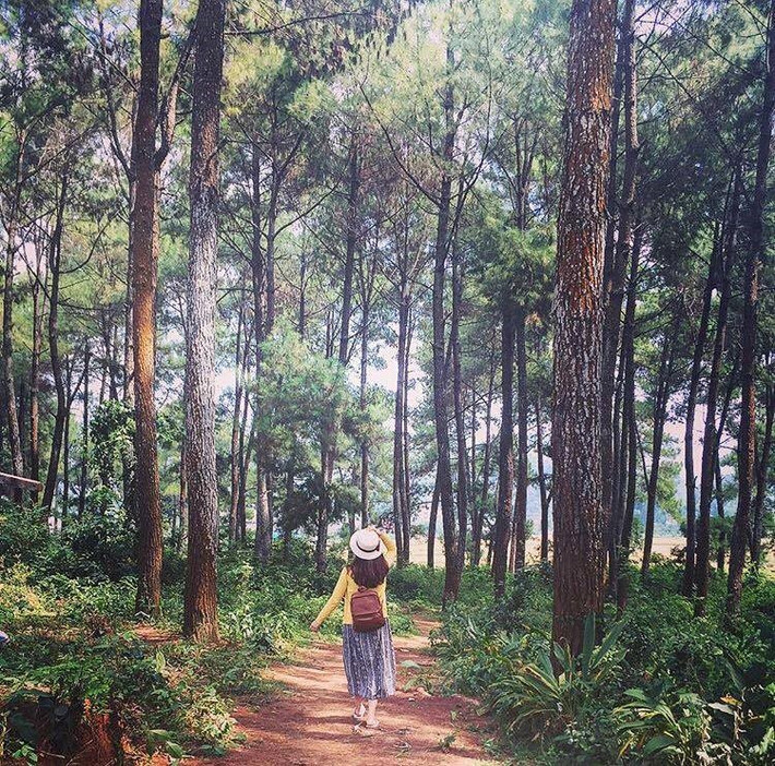 Người ta ví nơi đây như Đà Lạt thu nhỏ của Tây Bắc, với rừng thông xanh cao vút, thẳng đứng mạnh mẽ trải dài bạt ngàn trên dãy đồi đất feralit đỏ nâu tạo nên cảnh quan tự nhiên đẹp mê hồn. Ảnh: Primrosept.
