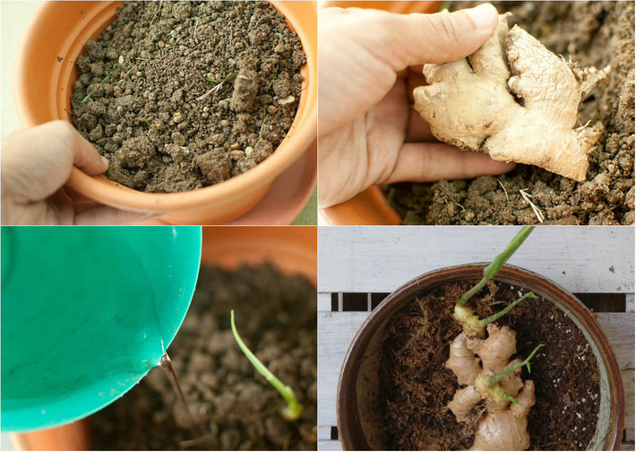 1. Trồng gừng Gừng tươi là một loại gia vị tuyệt vời trong xào nấu các món ăn, đồng thời còn được đánh giá là một trong những loại "thần dược tại gia" để khắc phục một số bệnh. Về chọn giống, nên chọn những củ gừng nhỏ vì củ nhỏ có vị cay, thơm hơn và cây gừng khi lớn sẽ có chiều cao vừa, không bị gãy lá.