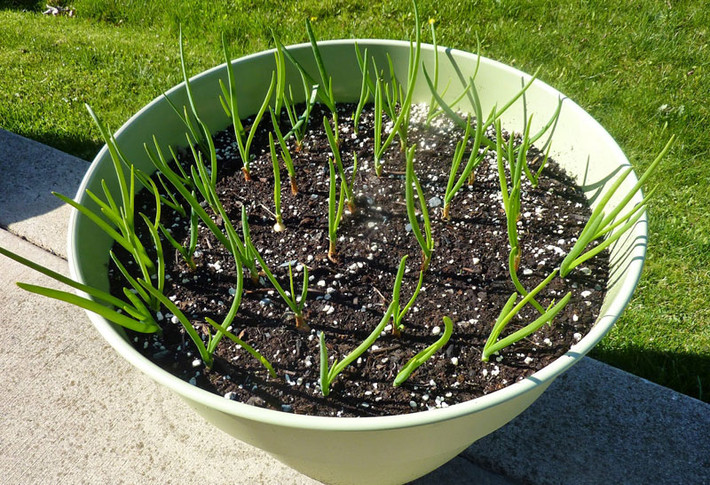 Trồng phần rễ hành vào trong chậu sao cho thân hành để lộ 2-3cm trên mặt đất. Hàng ngày tưới nước đủ ẩm cho cây và làm cỏ kịp thời để không ăn hết chất dinh dưỡng của hành. Sau 30 - 40 ngày, bạn đã có thể cắt lá ăn dần và tiếp tục tưới nước, bón phân cho chậu cây.