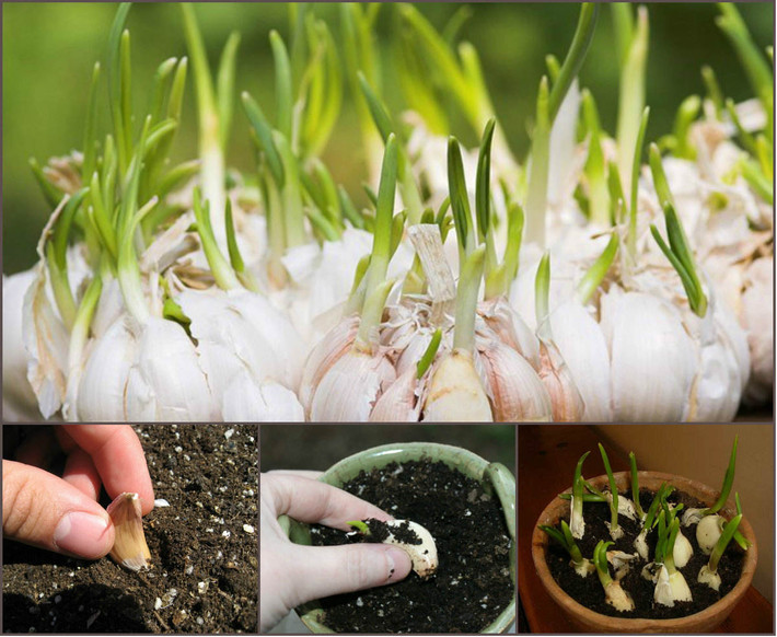2. Trồng tỏi Cũng giống như trổng gừng, tỏi là một gia vị không thể thiếu trong thực đơn mỗi bữa ăn của các gia đình Việt.