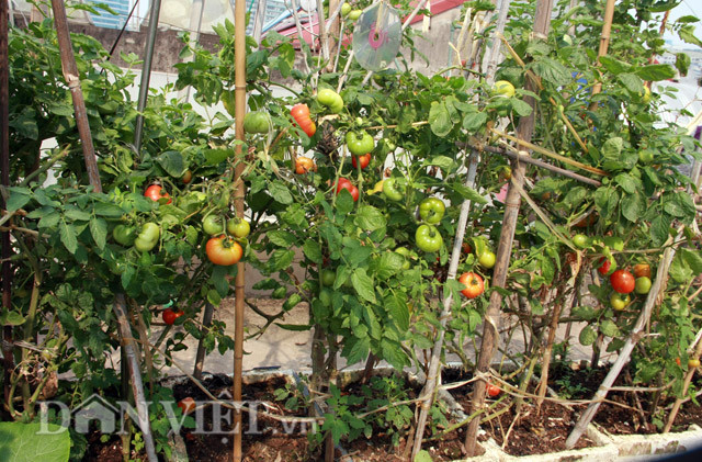 3. Cà chua Cà chua là loại quả quen thuộc và hầu như không thể thiếu được trong bữa ăn của các gia đình. Nó có thể dùng để trang trí, giúp tăng hương vị, màu sắc cho món ăn, ngoài ra còn là nguyên liệu rất tốt để chị em làm đẹp. Do đó, chị em có thể mua hạt giống hoặc cây con về để tự trồng cà chua ngay tại nhà mình. Cà chua là loại cây dễ trồng bởi nó có thể phát triển được ở bất cứ nơi nào. Bạn nên thường xuyên giữ ẩm cho cây cà chua con cho tới khi cây lớn và ra khoảng 4-5 lá thật. Nên tưới nước hàng ngày vào sáng sớm và chiều mát tùy thuộc vào độ của đất để có số lần tưới thích hợp.