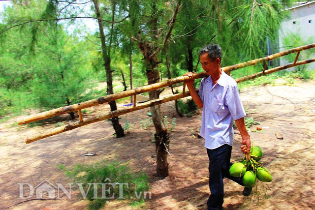 Ông Dậu cho rằng: “Không nên vội vàng bỏ phân sớm mà dùng phân kích thích trên lá (phun trực tiếp trên lá). Cho ăn trên lá chứ không cho ăn dưới rễ. Để thời gian khoảng 3 tháng sau khi trồng, cây dừa bắt đầu ra rễ thì mình bỏ phân là hợp lý”.