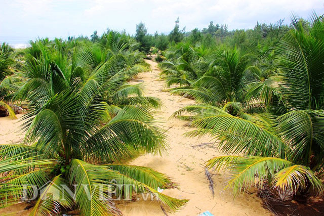 Để chuẩn bị xuống giống, ông Bá tiến hành khoan 4 giếng nước ngọt. Sau đó đào hố trồng dừa, mỗi hố trồng cách nhau khoảng 6 m và có đường kính 1m, sâu 80cm.