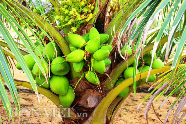 Theo ông Dậu, khi trồng dừa xong không nên bỏ phân bón rễ ngay lập tức. Vì lúc đó, cây dại nằm dưới lòng đất vẫn tồn tại và chờ thời gian thích hợp để phát triển.