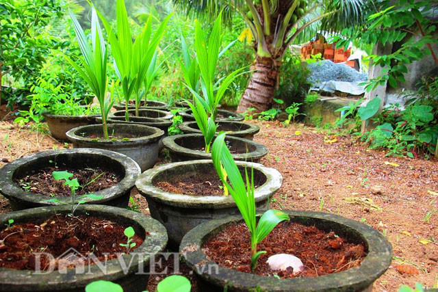 “Trước khi trồng, tôi tiến hành đào hố, không cho rễ tạp ăn chất dinh dưỡng của cây. Năm đầu phải liên tục đào bới, vì nếu để rễ tạp nhiều khi đưa phân xuống thì nó sẽ hút hết. Hố càng rộng càng tốt vì diện tích đào bới rộng sẽ loại trừ rễ tạp càng nhiều. Dừa sống bền, nhưng phát triển rất chậm vì vậy trồng bằng phương thức thâm canh thì chế độ dinh dưỡng bón phân, nước tưới…. phải đầy đủ, điều độ”- ông Dậu chia sẻ.
