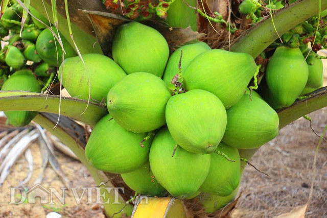 Ông Dậu cho biết: “Hiện nay, tôi đã bỏ ra hơn 100 triệu đồng để xây dựng vườn dừa, lượng trái chỉ mới đạt mỗi tháng khoảng từ 10-20trái/buồng. Trong 1- 2 năm tới, việc cho trái mới thật sự ổn định với dự kiến từ 150-200 trái/cây/năm”.