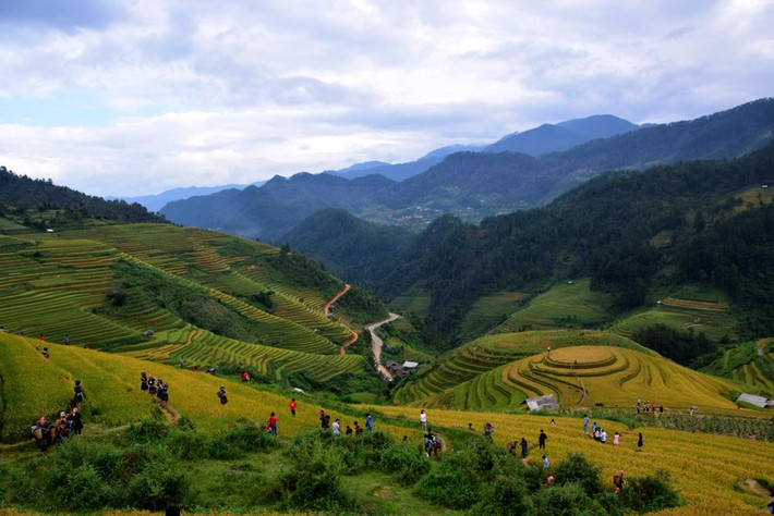 Ruộng lúa mâm xôi là nơi thu hút đông đảo khách du lịch tham quan nhất. Đây cũng là điểm tạo nên biết bao tác phẩm của các nhiếp ảnh gia.