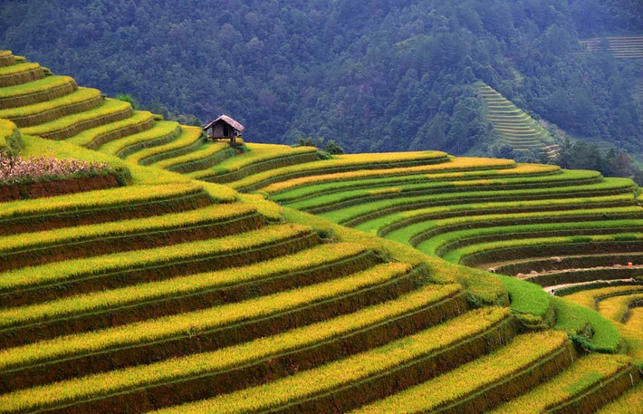 Giữa mùa thu, lúa chín, Tú Lệ dạt dào như những sóng núi vàng. Mùi rơm rạ mới gặt, mùi xôi Tú Lệ, cốm Tú Lệ, cơm mới Tú Lệ… tất cả những mùi thơm đó theo gió quanh quẩn bên tôi, khi tôi thong thả dạo bước nơi thi trấn nhỏ, được bao quanh bởi những thửa ruộng như gấm hoa.