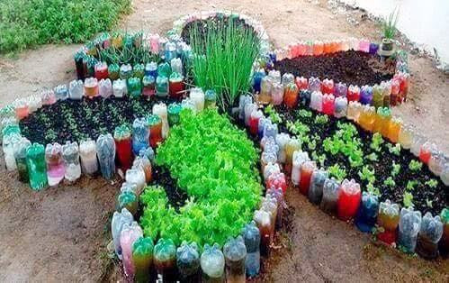 Nhiều gia đình còn thiết kế tạo dáng để vườn rau trông đẹp mắt