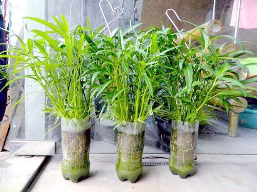 Các lọ rau có thể đặt khắp mọi nơi, từ hành lang, sân thượng đến tận dụng các bức tường, nhà bếp