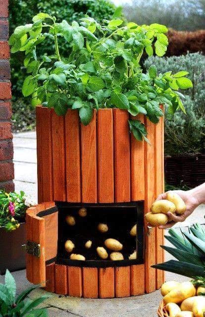 Một cách trồng khoai tây sáng tạo, việc chọn lựa lấy những củ to ăn trước thật dễ dàng và thuận tiện.