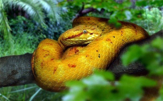 Iiha da Queimada Grande là một hòn đảo rộng 45 ha, nằm lẻ loi ở Nam Đại Tây Dương và cách bờ biển Sao Paulo 35km. Với vẻ đẹp bình yên này, nơi đây đáng ra là một trong những điểm đến thu hút khách du lịch bậc nhất ở Brazil nếu không chứa tới hơn 400.000 con rắn cực độc. Trước đây, hòn đảo này mang tên “Đảo Cháy” do ngư dân đã có gắng chiếm bờ biển bằng cách đốt rừng và đuổi động vật hoang dã vào trong rừng sâu, nhưng với sự hiện diện của vô vàn loài rắn độc, nơi đây được biết đến nhiều hơn với tên “Đảo rắn”.