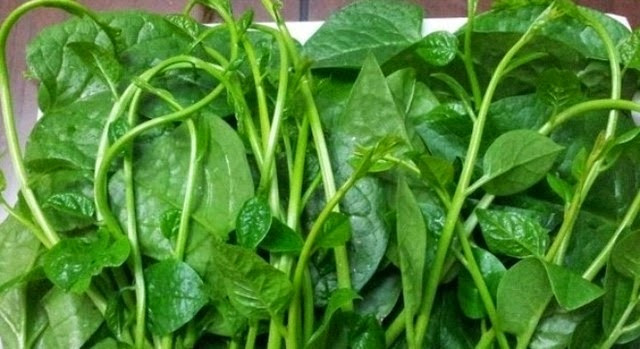 Làm lành vết thương, tốt cho xương khớp: Nước cốt từ rau mùng tơi có thể làm mau lành vết bỏng, hầm mùng tơi với chân giò thêm chút rượu để ăn hàng ngày sẽ giúp trị đau nhức xương khớp.