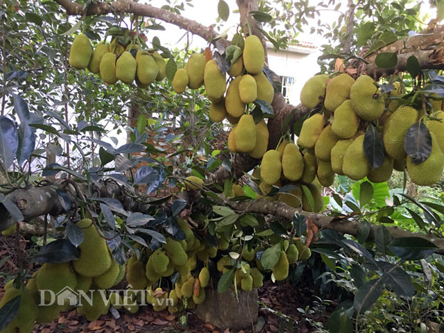 Qua quan sát thì ở phần gốc, lượng trái ra nhiều nhất với nhiều chỗ quả mọc dày đặc và nối nhau lên đến con số hàng trăm quả lớn nhỏ. Riêng phần ngọn thì số lượng quả ra ít hơn