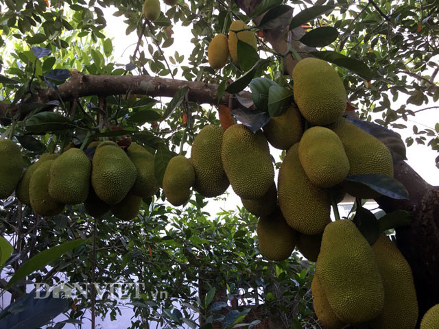 "Phải gần 3 tuần nữa thì mít mới chín, với trọng lượng quả đạt từ 1-1,5 kg/quả, thịt ngọt và thơm không thua gì giống mít tố nữ", anh P.T bày tỏ.
