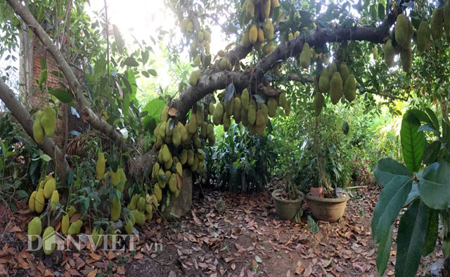 Toàn cảnh phần dưới của cây mít khủng.