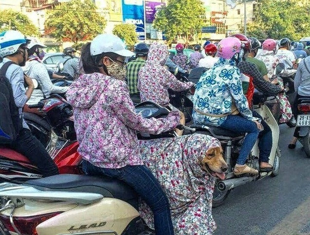 Ra đường chó cũng cần chống nắng là thông điệp của bức ảnh này.