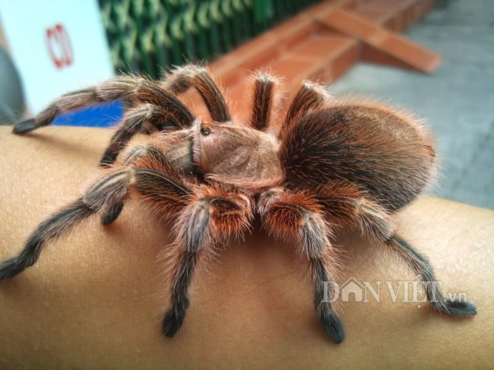 Tuy nhiên theo anh Phạm Thuần (TP.HCM), một chủ shop từng nuôi, kinh doanh các loại nhện Tarantula thì loài nhện trên dù được giới trẻ mua nuôi nhiều và các chủ nhện bán có lãi song nuôi loài nhện này tiềm ẩn khá nhiều rủi ro.