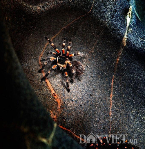 Theo tìm hiểu của chúng tôi, hiện nay shop của anh Thành bán khá nhiều loại nhện Tarantula từ nhện chân đỏ, chân trắng… với giá trung bình từ 350.000 đồng đến trên 600.000 đồng/con tùy chủng loại. “So với thời gian trước, những năm gần đây tôi bán được nhiều hàng và được giá hơn” – anh Thành chia sẻ.
