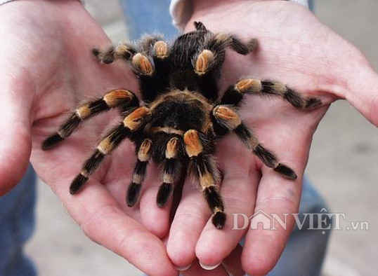 Nhện chân đỏ - Red Knee Tarantula thuộc dòng nhện đất xuất xứ từ Mexico có màu sắc sặc sỡ rất đẹp mắt, hiền lành, di chuyển chậm, dễ nuôi. Khi trưởng thành kích thước của chúng có thể đạt 14-15cm. Tuy nhiên tốc độ trưởng thành chậm, có khi lên đến 3-4 năm.