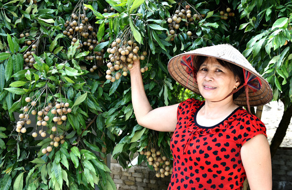Bà Đỗ Thị Bình, xóm 6, xã Thái Bình khoe cây nhãn sai quả của nhà mình.Hiện nhà bà có vài chục cây đang bói quả.