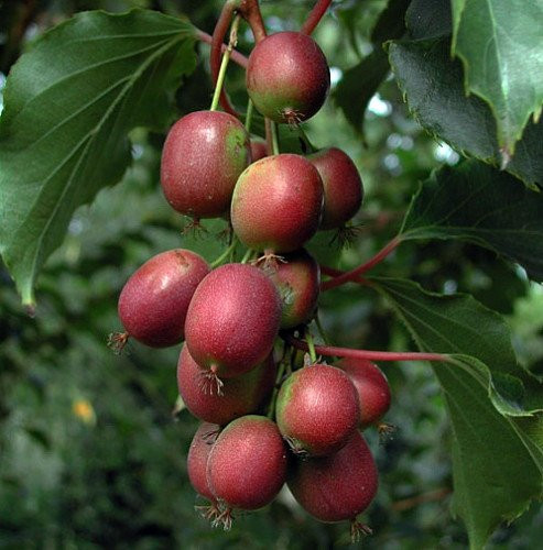 Sau khoảng ba tháng, cây kiwi sẽ phát triển khỏe mạnh. Khi cây lớn cần làm giàn để cây bò lên. Lưu ý nên bón phân ba tháng một lần.