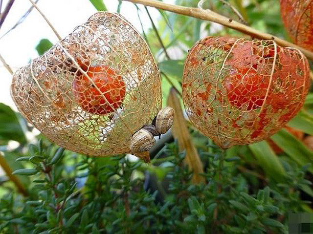 Lồng đèn là cây rất quen thuộc tại các vùng quê, có tác dụng thanh nhiệt, tiêu đờm. Trước khi trồng, bạn có thể đem ngâm nước ấm 2-4h cho hút nước. Sau đó, đem gieo hạt lồng đèn trong giá thể, tưới ẩm và che kín để tránh hơi ẩm bị thoát ra ngoài. Hạt sẽ nảy mầm sau 7-14 ngày.
