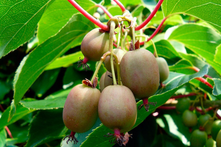 Hãy đảm bảo rằng đất luôn ở trong trạng thái ẩm, đặc biệt là khi mầm hạt kiwi còn nhỏ. Lưu ý ẩm ở đây không có nghĩa là nước sẽ tụ lại thành vũng. Trong khi chuyển hạt đã nảy mầm vào chậu nên chọn những chậu có khả năng thoát nước tốt.