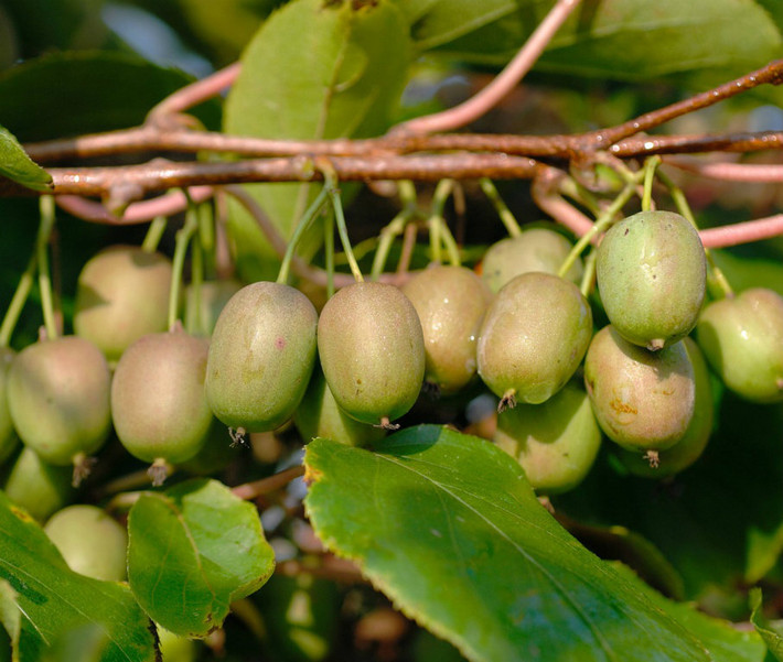 Để trồng loại cây trái này, hãy chọn một trái kiwi chín, đem bổ đôi trái ra và dùng thìa để lấy hết phần thịt. Lọc phần thịt của trái lấy hạt kiwi rồi đem rửa sạch. Sau đó, ngâm hạt trong cốc nước. Cần để cốc hạt này tại nơi ấm một chút như để gần đèn hoặc gần cửa sổ, những nơi có nhiệt độ cao. Ngâm hạt trong khoảng thời gian 1 tuần và chú ý thay nước hàng ngày. Đất trồng nên chọn loại đất trộn với than bùn, cùng một ít đá nhỏ và phân bón hữu cơ.
