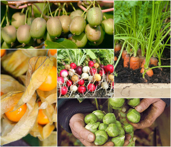 Sở hữu ngoại hình nhỏ nhắn, xinh xắn và bắt mắt, những loại cây tí hon như kiwi bi, cà chua bi, bắp cải tí hon, cà rốt tí hon và dưa hấu tí hon,... sẽ là sự lựa chọn hoàn hảo để bạn có thể cùng các thiên thần nhí của mình xắn tay vào làm vườn trồng cây dịp Tết Trung thu năm nay.