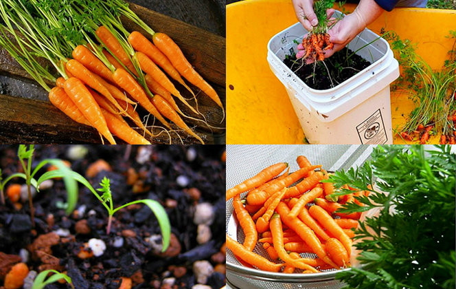 Trồng cà rốt tí hon: Sự xuất hiện của cà rốt tí hon trên thị trường Việt Nam đã tạo ra một “cơn sốt” trong giới đam mê làm vườn. Và Ngon Sạch Lạ tin chắc rằng, không chỉ có các chị em mà chính các bé cũng sẽ rất hào hứng với việc trồng và chăm sóc loại cây nhỏ nhắn chỉ bằng đốt ngón tay này. Cà rốt tí hon có những đặc tính khá giống như các giống cà rốt thông thường nhưng kích thước của chúng nhỏ hơn rất nhiều lần. Cây cà rốt có thể trồng trên nhiều loại đất, tuy nhiên rất cần đất tơi xốp để phát triển củ, thoát nước tốt.