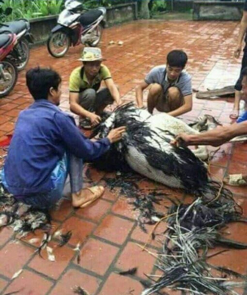 Làm thịt đà điểu thôi mà.