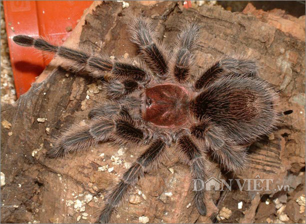 Anh Thuần cho biết: Nhện Tarantula ngoài những sợi lông thông thường còn có lông gây ngứa trên bụng. Khi cảm thấy nguy hiểm, loài nhện này sẽ dùng chân sau quẹt lên bụng để tung lông ngứa về phía kẻ thù. Lông ngứa chỉ dùng được 1 lần vì chỉ mọc lại khi nhện lột xác. Lông ngứa của nhện có móc và nếu dính vào da sẽ gây ngứa. Nếu hít phải thì sẽ gây dị ứng đường hô hấp và khó thở. Đặc biệt, tất cả các loài nhện Tarantula đều có nọc độc có thể gây nguy hại cho người nuôi nếu không may để nó cắn.