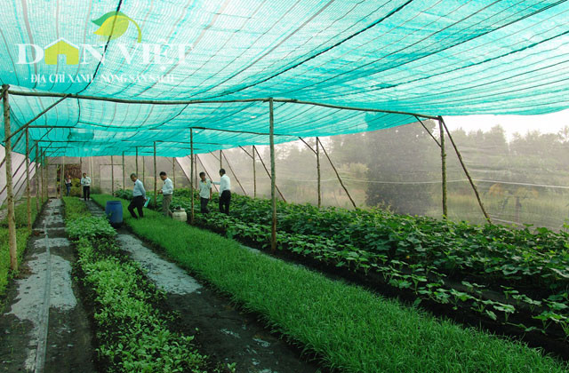 Vì không phải tốn công xử lý đất, làm cỏ, lại không sử dụng phân bón hóa học hay thuốc trừ sâu nên mô hình này không những giảm được giá thành sản phẩm mà còn giải quyết được vấn đề ô nhiễm môi trường. Do không kén chọn đất nên mô hình này có thể áp dụng trên mọi loại đất, kể cả đất nghèo kiệt vẫn có thể sản xuất được rau cho năng suất cao.