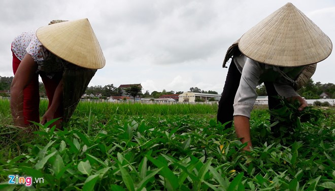 Khi nhắc đến áo tơi, nhiều người vẫn nhớ đến câu ca dao, tục ngữ: “Áo tơi mẹ mặc một thời/ Che mưa, che nắng, che trời bão dông/ Hai sương một nắng trên đồng/ Cái nắng tháng sáu mưa dông ngày hè…”.