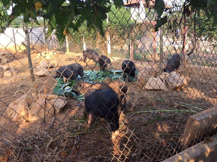 Một ngày đến với trang trại nơi thôn dã này chính là những trải nghiệm thực tế nhất khi bạn được hóa thân thành những nông dân thực thụ.