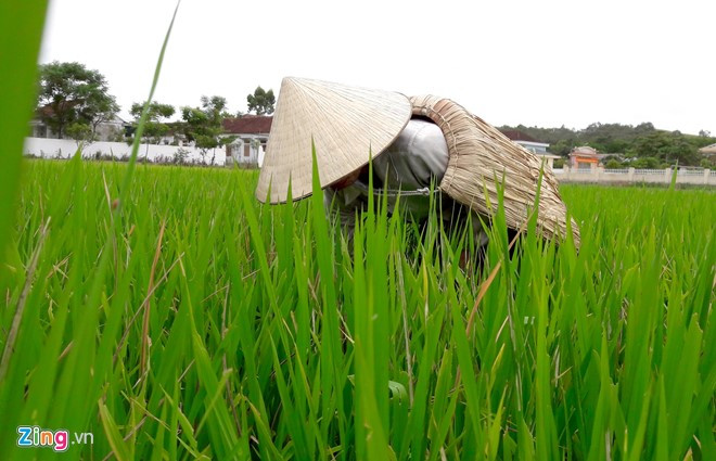 Tháng 7 và 8, trên những cánh đồng lúa ở Hà Tĩnh, không khó gặp những người nông dân đang trần mình dưới cái nắng nóng có khi lên đến 40 độ C để chăm bón cho những ruộng lúa của mình. Nhằm giảm bớt cái nắng nóng khắc nghiệt, người nông dân khoác trên mình chiếc “áo giáp lá” mà họ gọi là áo tơi.