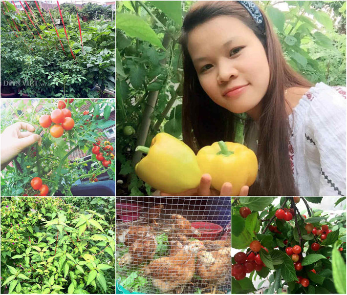 Dùng bã thuốc bắc bón cây là một trong những bí quyết để có được vườn rau quả xanh tốt quanh năm suốt tháng của bà mẹ trẻ một con Ngô Phương Hà (24 tuổi) hiện đang sinh sống tại thủ đô Seoul, Hàn Quốc.