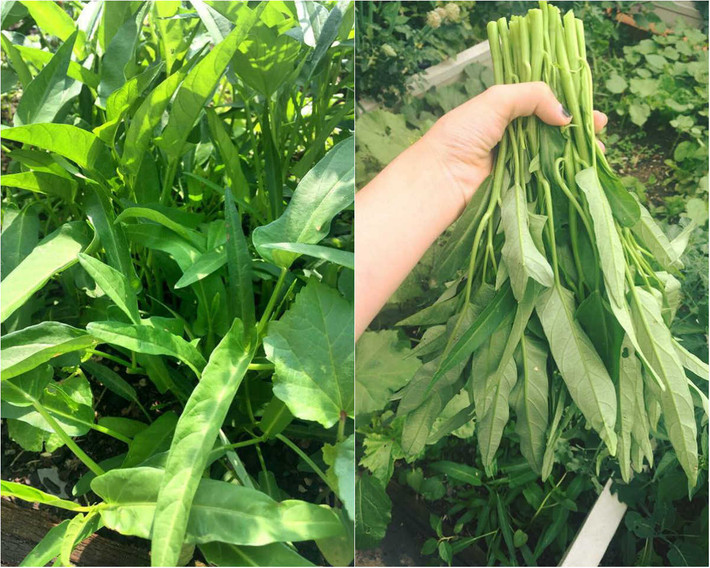 Mảnh vườn nhỏ xinh trên sân thượng chỉ khoảng 40m2 nhưng không thiếu cây gì, từ rau ăn hàng ngày đến các loại cây ăn trái được chị Ngô Phương Hà dành thời gian chăm chút mỗi ngày.