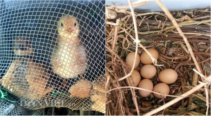 Ngoài trồng rau, quả, chị Hà còn nuôi khoảng 20 con gà trên sân thượng, mỗi con nặng tới 5kg và đẻ trứng rất đều.