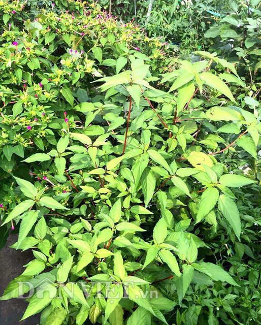 Dù bận rộn với công việc hàng ngày cũng như chăm con nhỏ nhưng bằng tình yêu hoa cỏ, cây cối, muốn có được nguồn thực phẩm sạch cho gia đình mỗi ngày nên chị Hà vẫn cố gắng tranh thủ thời gian rảnh rỗi để làm vườn, xới đất, trồng rau.