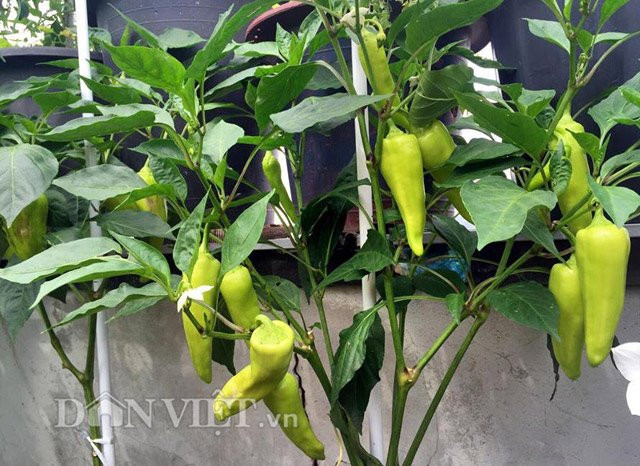 Ớt là loại gia vị không thể thiếu trong các bữa cơm hàng ngày của gia đình chị Hà.