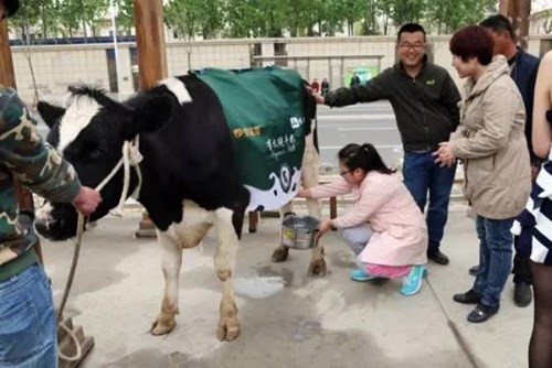Thậm chí, nếu như các khách hàng có nhu cầu, cô gái này sẽ không ngần ngại để họ được thử vắt sữa bò.